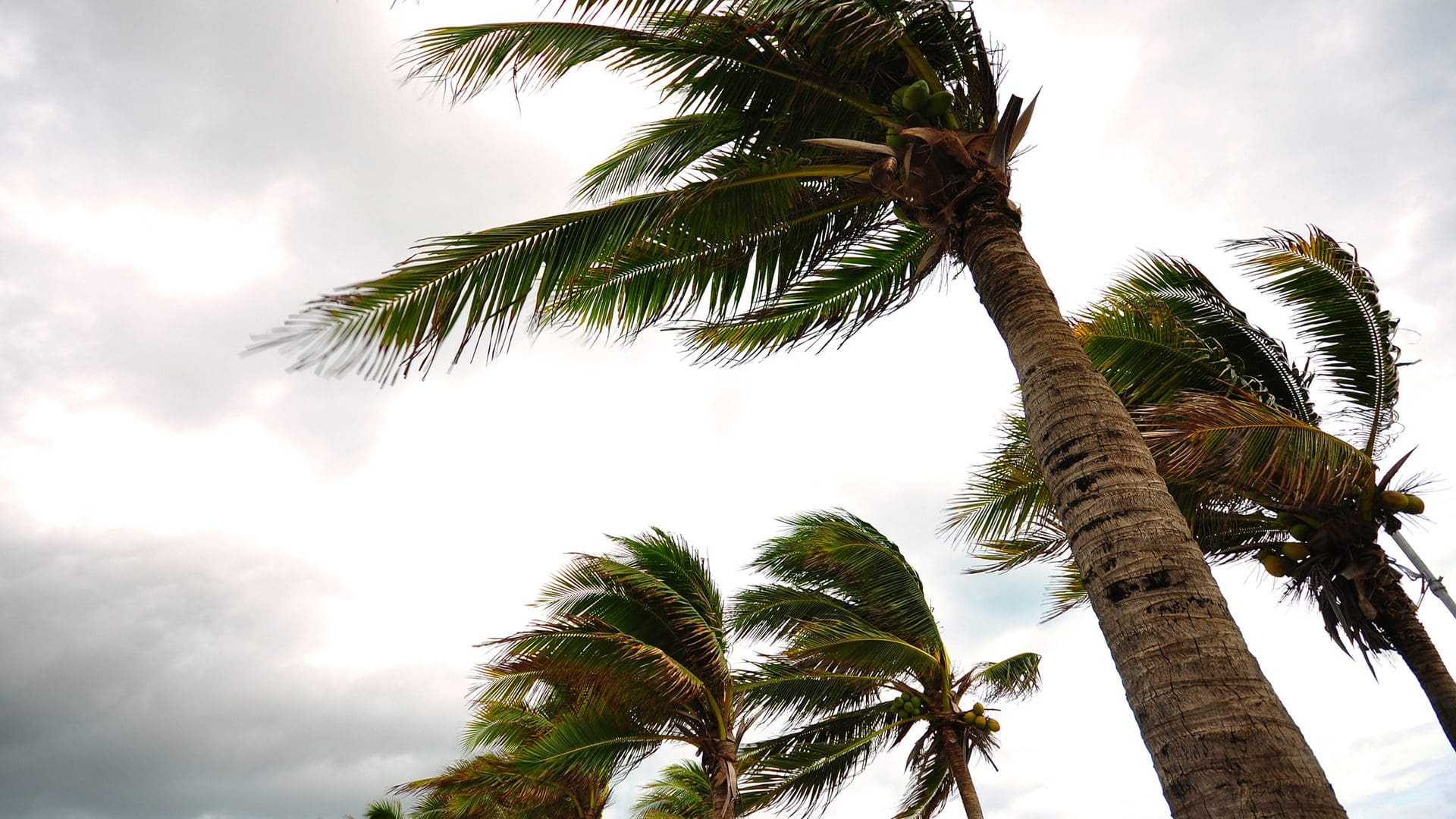 Palm tree at the hurricane, Blur leaf cause windy and heavy rain